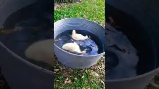 les canards nageurs#oiseaux#animaux#cuts animals#shortsbeta