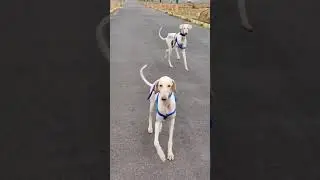 parama sundari....( mudhol hound ) hunting dog walk style / UV PAWZER KENNAL