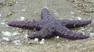 Starfish on the Move | Mottled Star, Ochre Sea Star