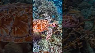 The Turtle Who Painted the Ocean 🐢🎨 #AnimatedShort #OceanStory #CreativityInAction