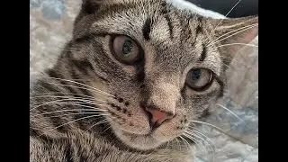 고양이 보고가세요