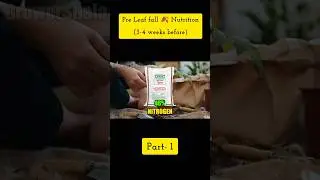 Fertilizer before Leaf Fall 🍂 in Apples🍎 Part-1