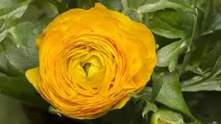 Video Background Stock Footage Free ( Ranunculus yellow flower bud blooms in time laps )