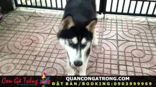 [ Th&aacute;nh Lồng Tiếng ] Tập 278 : CHA CON NH&Agrave; LU ĐI T&Igrave;M G&Agrave; - [Fb.com/lytukhangvn]