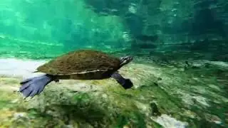 Poe Springs Snorkeling!