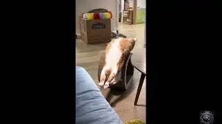 Cute pets||Cat&rsquo;s Chinese Kung Fu, cute pets