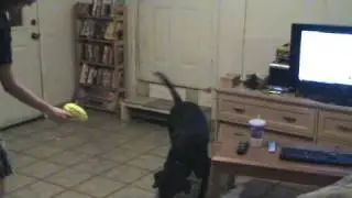 FOAM GUN FUN WITH BUDDY