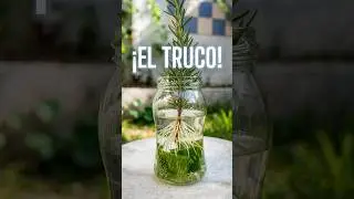 El mejor TRUCO  para Reproducir ROMERO #shorts #gardeningtips