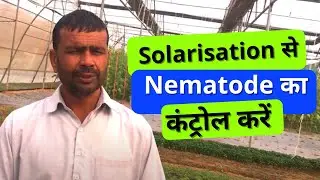 Solarisation से Nematode का कंट्रोल करें|Control Nematode from Solarisation