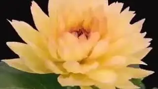 Bungea