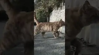 cat blender video real footage