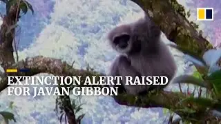 Javan gibbons found only on one Indonesian island face extinction because of human activity