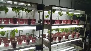 Plant tissue culture chamber | Microbiology