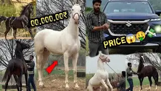 New Farm Pr Show Krwa Diya 😨Kon Hai Best Ghoda 🔥Narshringar Ki Keemat 💲Sab Se महंगा घोड़ा 😱
