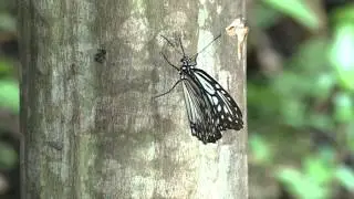 Glassy Tiger Butterfly in Assam