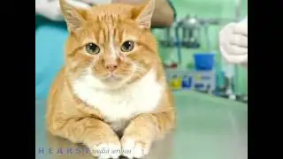 Briarcrest Veterinary Clinic - Lifetime of Health - Bryan TX 77802