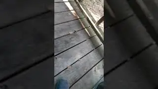 so a lizards tail got detached from its body... (read desc)