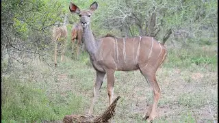 Makalali Conservancy - Garonga Safari Camp, South Africa