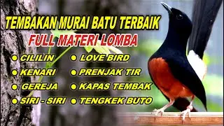 PANCINGAN MURAI BATU BONGKAR ISIAN, NAIKKAN EMOSI MURAI BATU MALAS BUNYI AGAR CEPAT GACOR