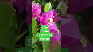 Subhan allah #allah #surah #islamreligion #flowers #foryou #subscribemychannel #kaba #lik