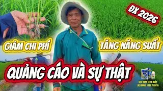Sự thật đằng sau ruộng OM18 mới vụ Đông Xuân 2026: Quảng cáo sai quá nhiều làm bà con mất niềm tin