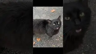 Fluffy Rolly Polly Flops His Way Inside