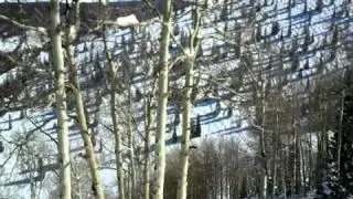 Aspen sipalya