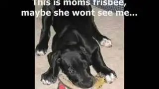 Sophia a black Great Dane from Northeast Great Danes
