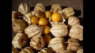 Saving Ground Cherry Seeds the EASY WAY