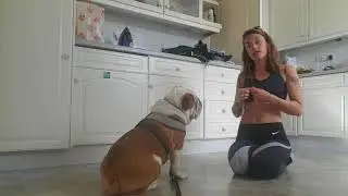 Teaching a dog to lie down on a hand signal with Buster the English Bulldog