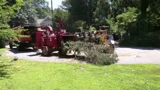 Tree Service Virginia Beach - Sun Valley Tree Experts