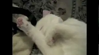 Sneeze! Jupiter the Cat says BLESS YOU!