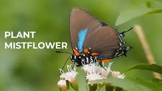 Nature Diaries - Mistflower Visitors