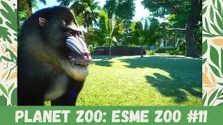 Planet Zoo: Esme Zoo #11 Mandrill!!