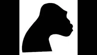 PRIMATE Recordings #2