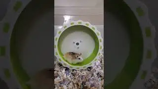 Doodle running on wheel for first time...😊😊  #hamster #hamsterlife #cuteanimals #cutepet
