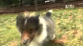 Dog Breeds 101 Video: Shetland Sheepdog