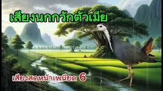 เสียงนกกวักตัวเมีย เสียงสดหน้าเพนียด 6  | ผา ทรนง