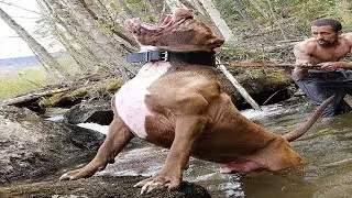 The 5 Different Types of PITBULLs You'll Encounter 🤯