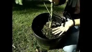How to Choose the Right Tree at a Nursery