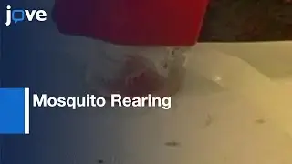 Mosquito Rearing (A. gambiae) l Protocol Preview