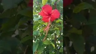 The best and beautiful flower,lover flower,yellow flower82