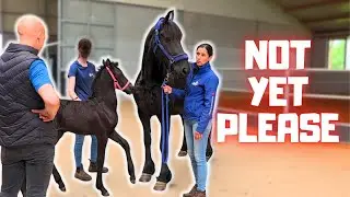 Пора отвезти Рейндже в конный центр. Я пока не хочу её усыплять! #1 | Фризские лошади