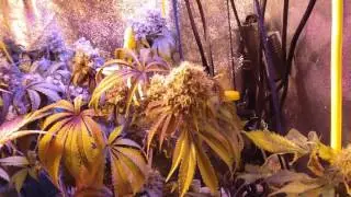 GROW SEASON 4 ( 9 weeks flower )