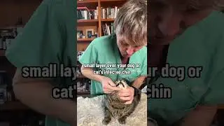 Cat or Dog with Acne Inexpensive OTC medicine works great!