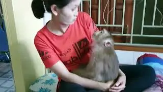Monkey Baby Nui   What's wrong with mom flipped