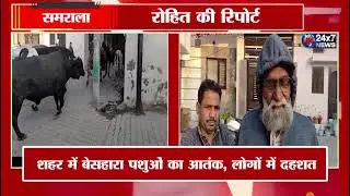Stray animals create panic in the city, people are scared