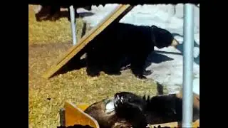 1947 Florida Animal and Reptile Ranch, St. Petersburgh, 8mm vintage film, stock footage #4940