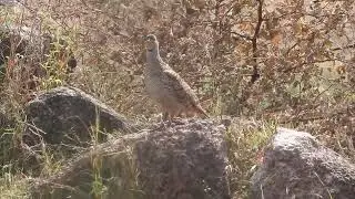 Gray Francolin Call