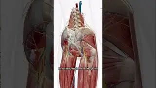MAL DI SCHIENA E MEDIO GLUTEO?